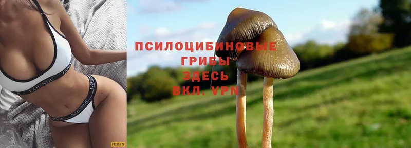 Галлюциногенные грибы Magic Shrooms  где найти наркотики  Жуковский 